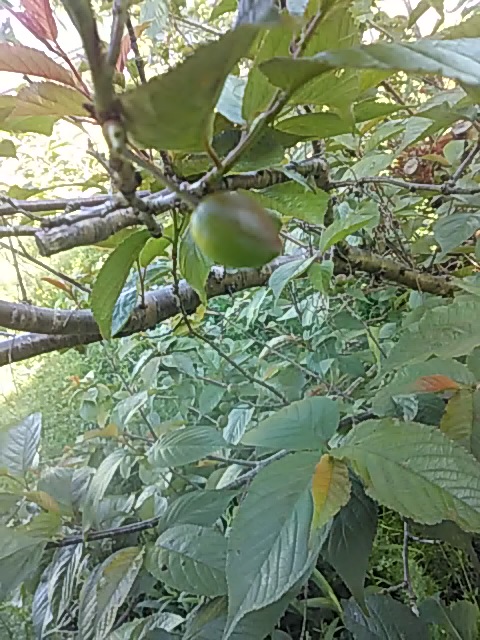 f:id:himitunokobeya:20200423090845j:plain f:id:himitunokobeya:20200423090845j:plain