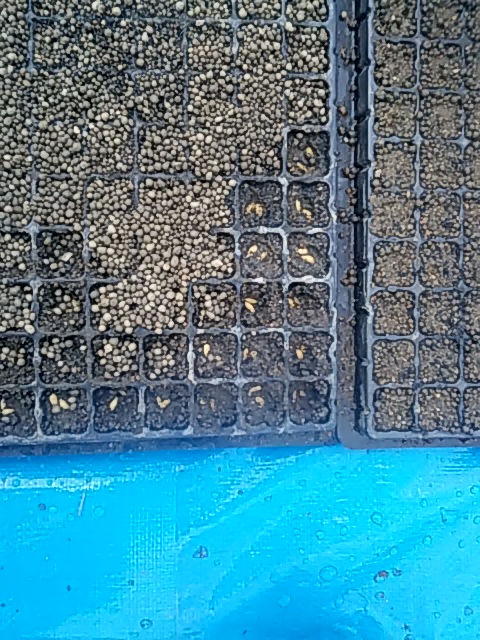 f:id:himitunokobeya:20200425081528j:plain