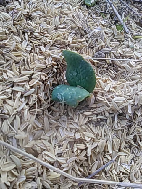 f:id:himitunokobeya:20200425083730j:plain