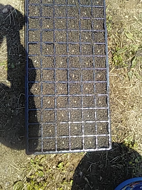 f:id:himitunokobeya:20200430091009j:plain