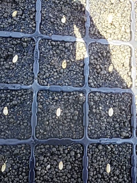 f:id:himitunokobeya:20200430091429j:plain