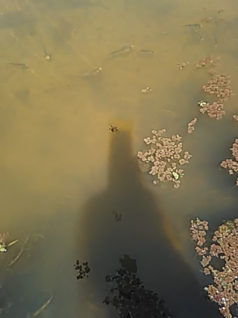 f:id:himitunokobeya:20200430092401j:plain