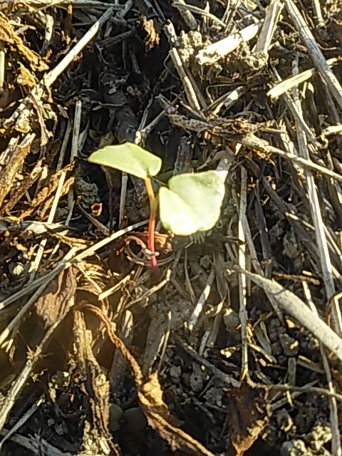 f:id:himitunokobeya:20200430092827j:plain