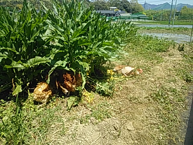 f:id:himitunokobeya:20200430093304j:plain