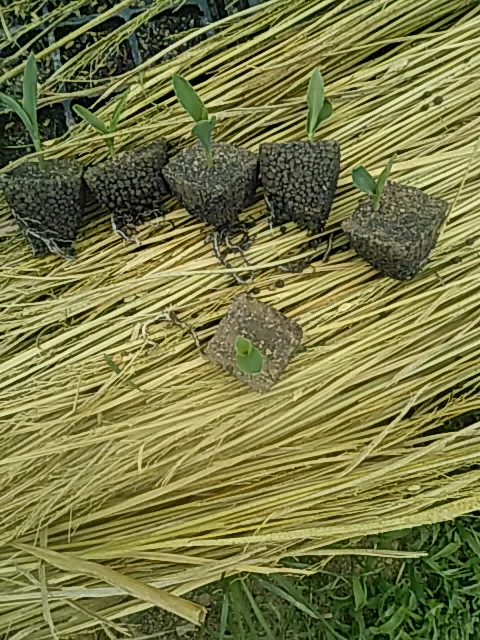 f:id:himitunokobeya:20200510091723j:plain