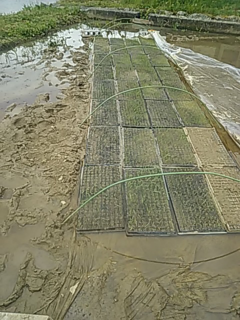 f:id:himitunokobeya:20200510092320j:plain