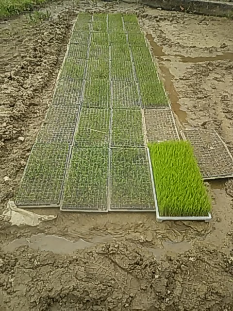 f:id:himitunokobeya:20200516093140j:plain