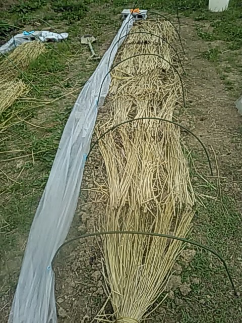 f:id:himitunokobeya:20200516093303j:plain