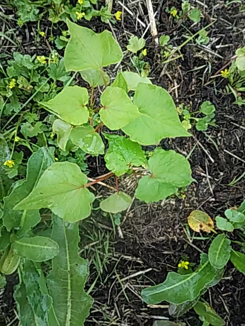 f:id:himitunokobeya:20200516093545j:plain