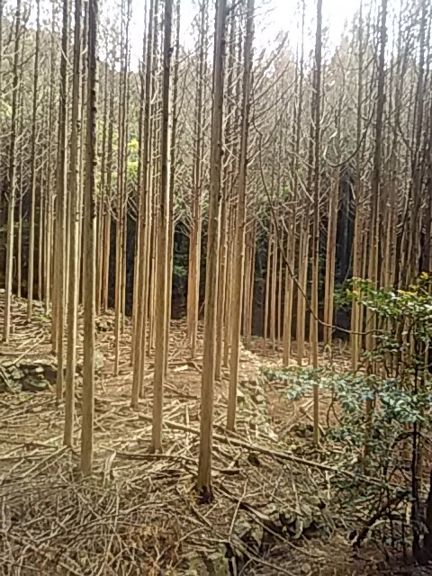 f:id:himitunokobeya:20200518164735j:plain