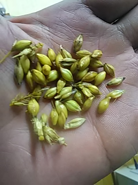 f:id:himitunokobeya:20200520094404j:plain