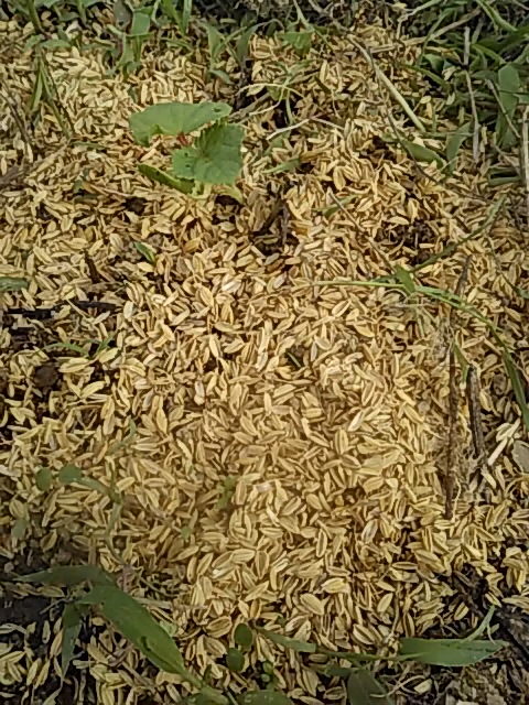 f:id:himitunokobeya:20200520095057j:plain