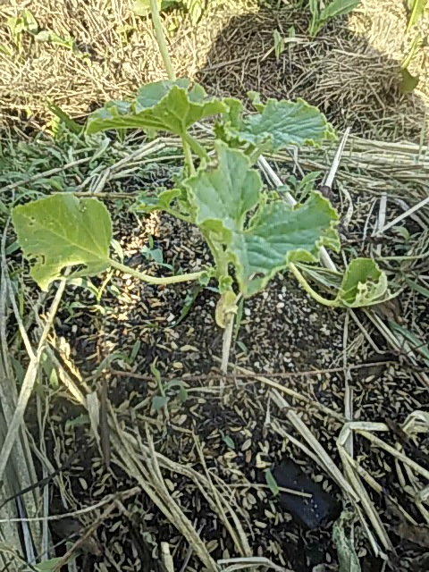 f:id:himitunokobeya:20200520095504j:plain