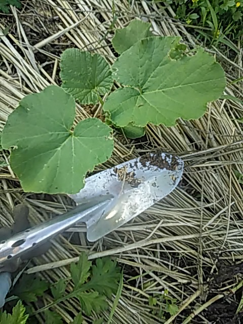 f:id:himitunokobeya:20200520095539j:plain