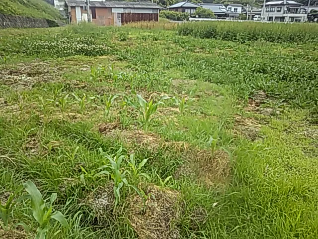 f:id:himitunokobeya:20200604091543j:plain