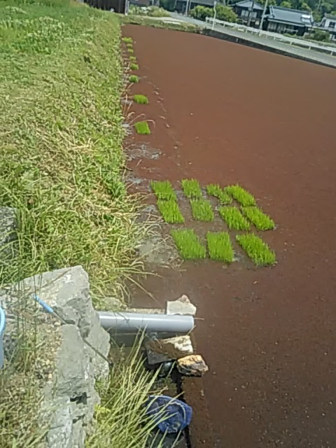 f:id:himitunokobeya:20200606072818j:plain f:id:himitunokobeya:20200606072818j:plain