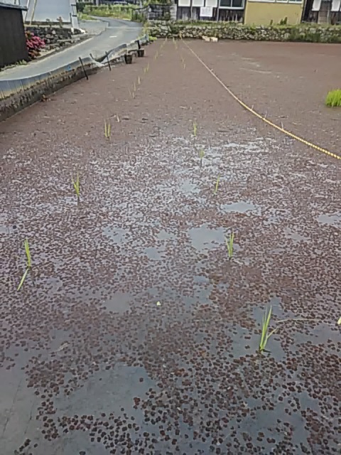 f:id:himitunokobeya:20200606074757j:plain f:id:himitunokobeya:20200606074757j:plain