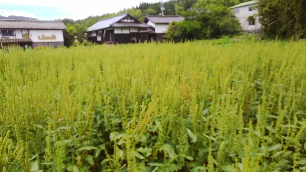 f:id:himitunokobeya:20200615072708j:plain