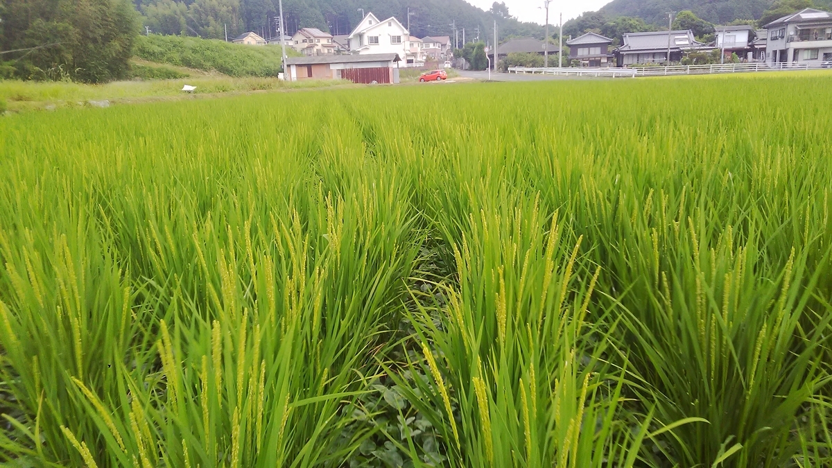 f:id:himitunokobeya:20200822104055j:plain