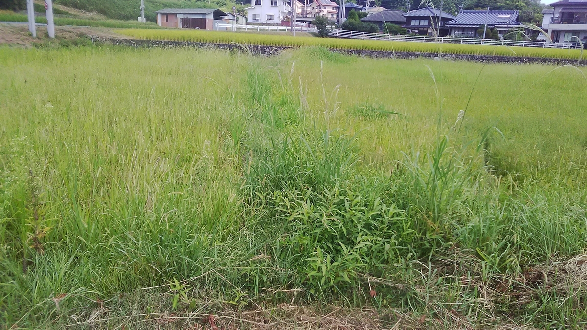 f:id:himitunokobeya:20200822104307j:plain
