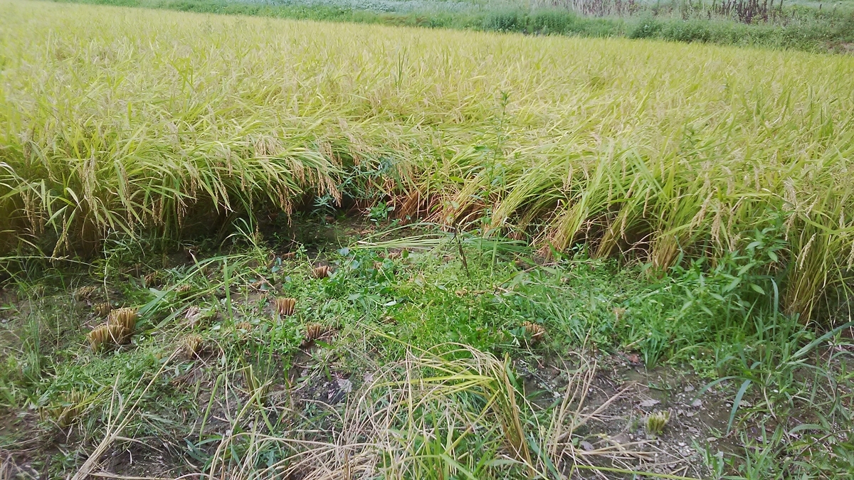 f:id:himitunokobeya:20200825154947j:plain