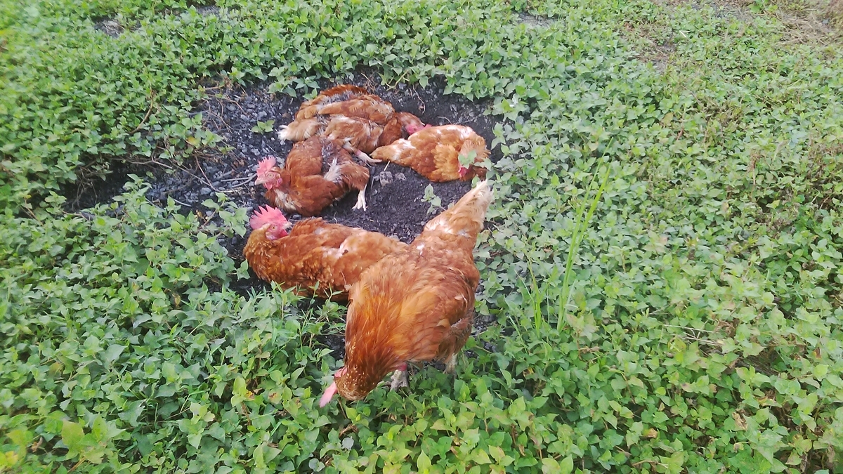 f:id:himitunokobeya:20200825160416j:plain