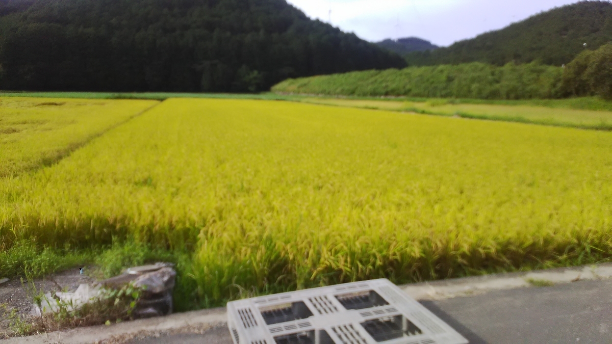 f:id:himitunokobeya:20200903140634j:plain f:id:himitunokobeya:20200903140634j:plain