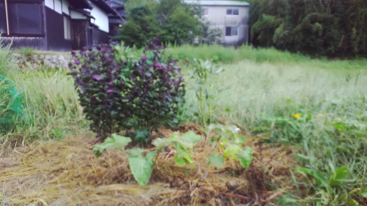 f:id:himitunokobeya:20200903141510j:plain f:id:himitunokobeya:20200903141510j:plain