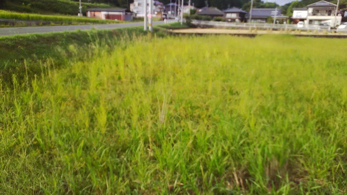 f:id:himitunokobeya:20200903142232j:plain f:id:himitunokobeya:20200903142232j:plain