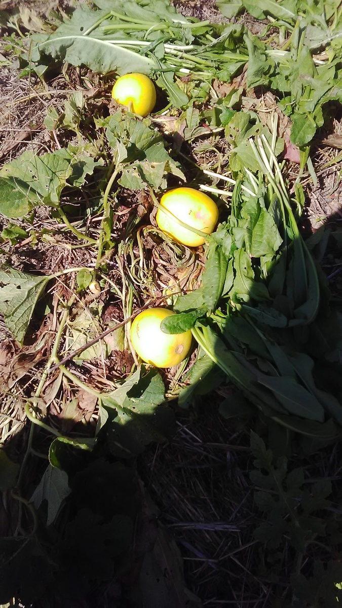 f:id:himitunokobeya:20201008080739j:plain