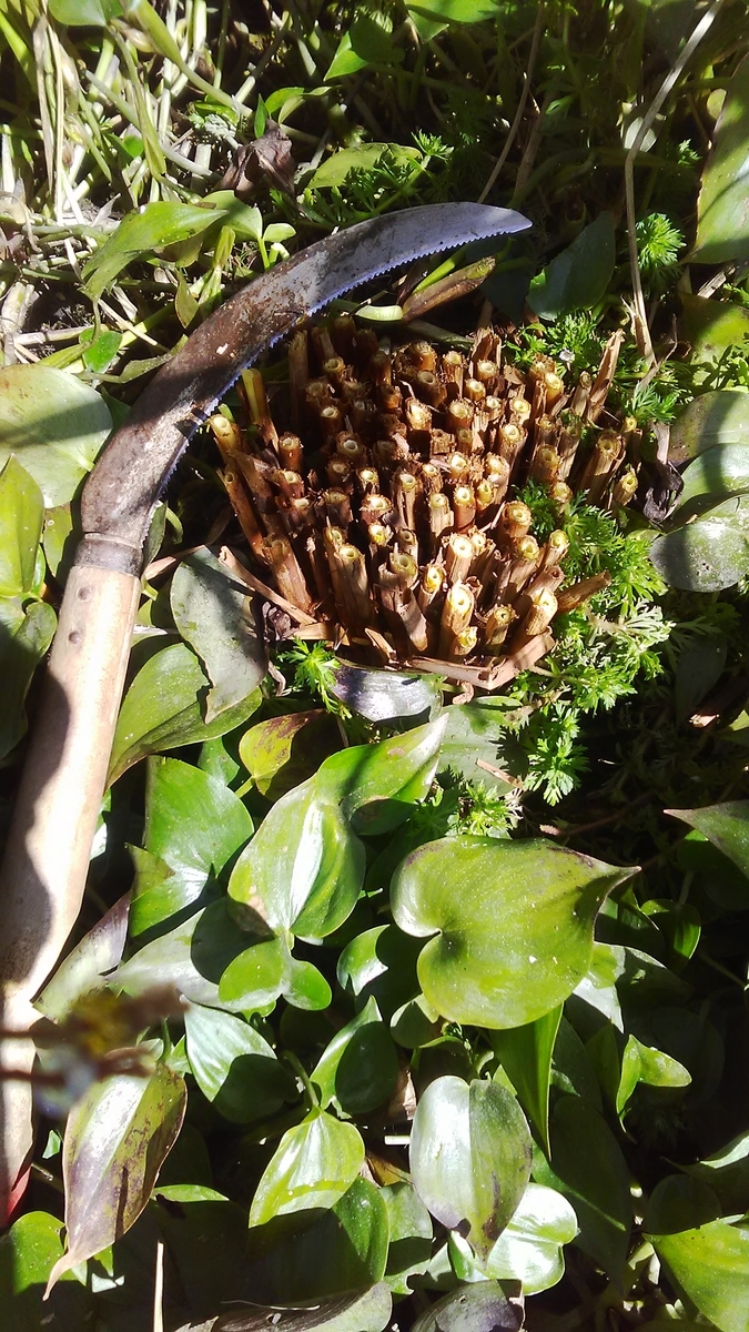 f:id:himitunokobeya:20201008081844j:plain