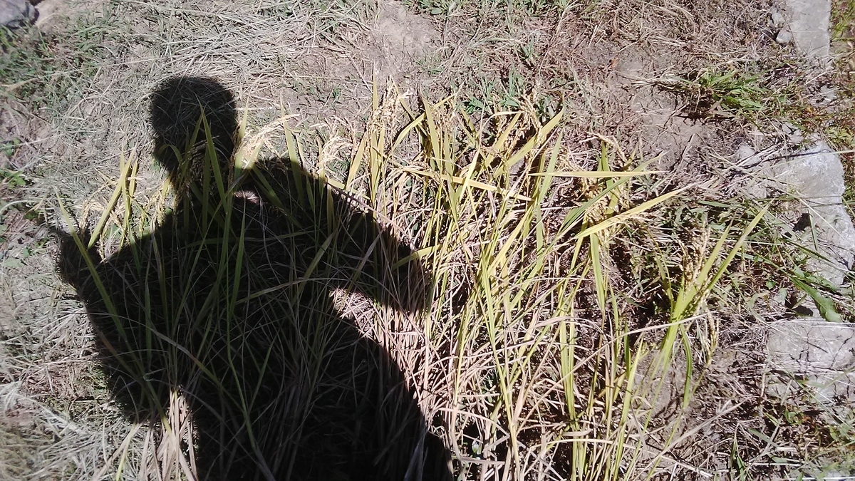 f:id:himitunokobeya:20201008082034j:plain