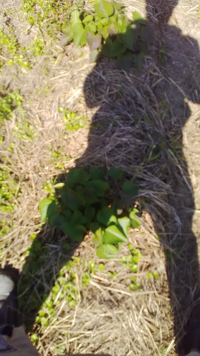 f:id:himitunokobeya:20201030072554j:plain