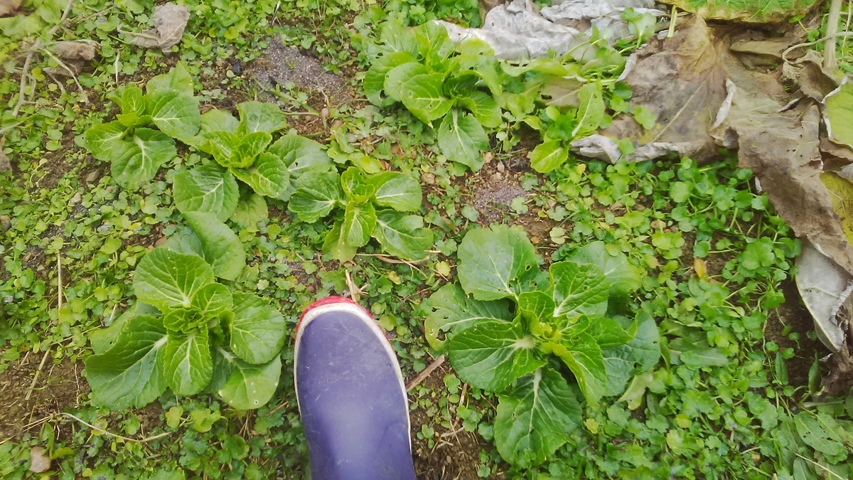 f:id:himitunokobeya:20210106102948j:plain