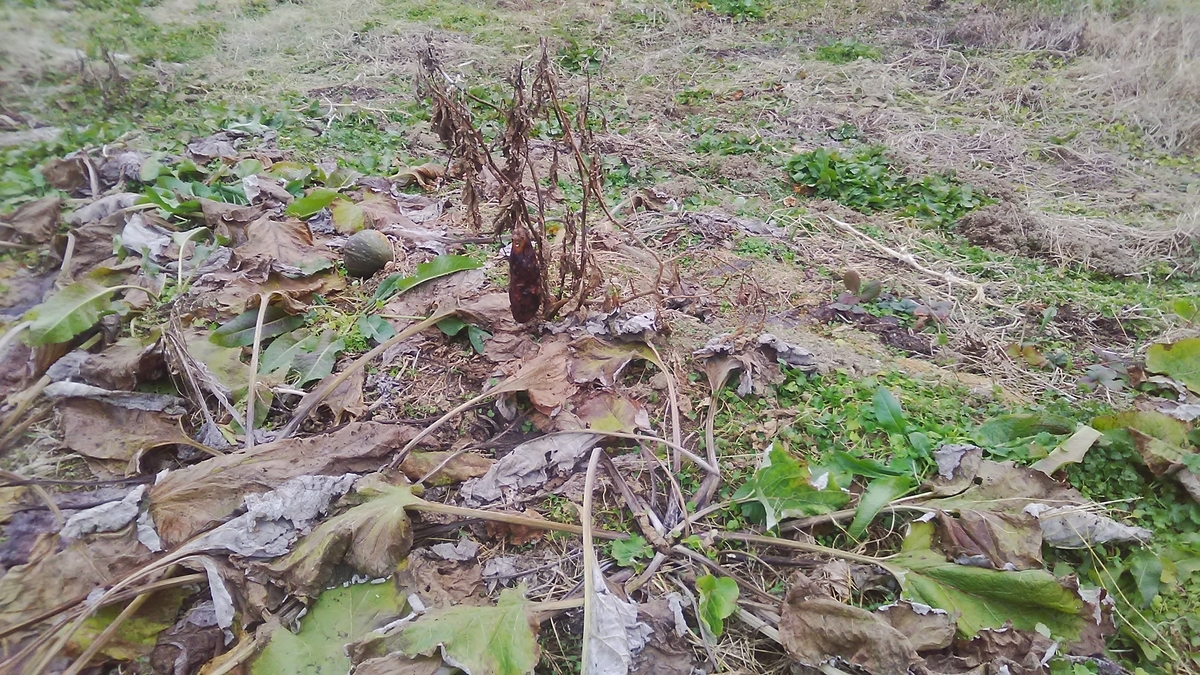 f:id:himitunokobeya:20210106104843j:plain