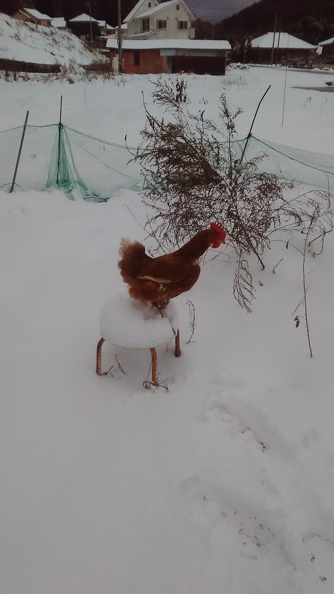 f:id:himitunokobeya:20210110092444j:plain