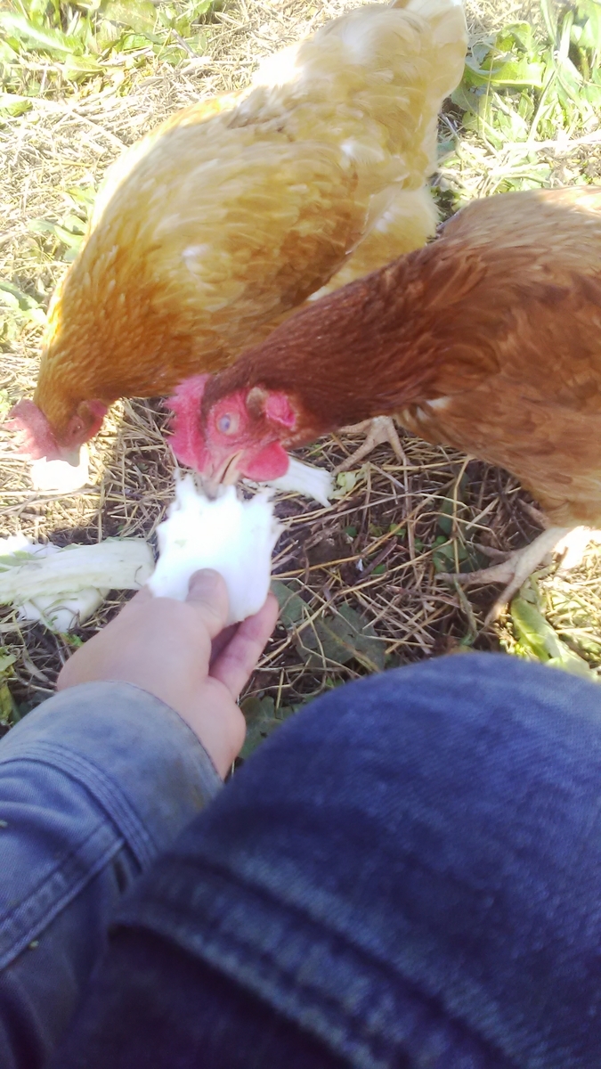 f:id:himitunokobeya:20210129103102j:plain