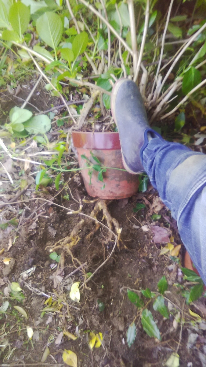 f:id:himitunokobeya:20210408094708j:plain