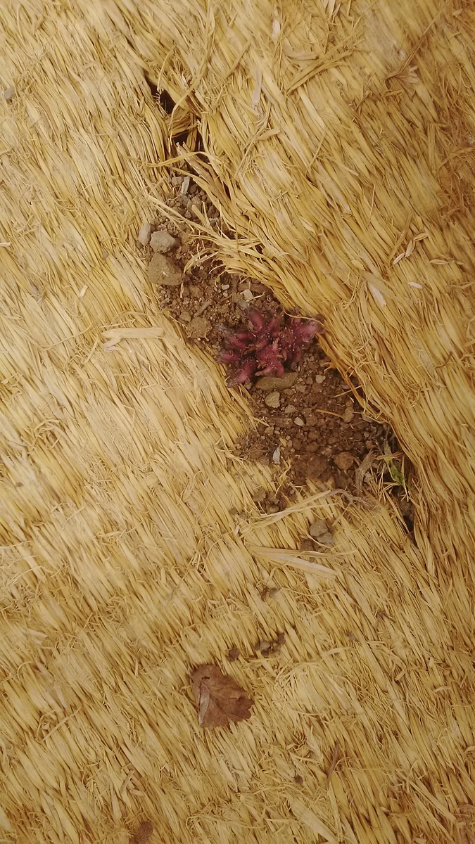 f:id:himitunokobeya:20210413082132j:plain