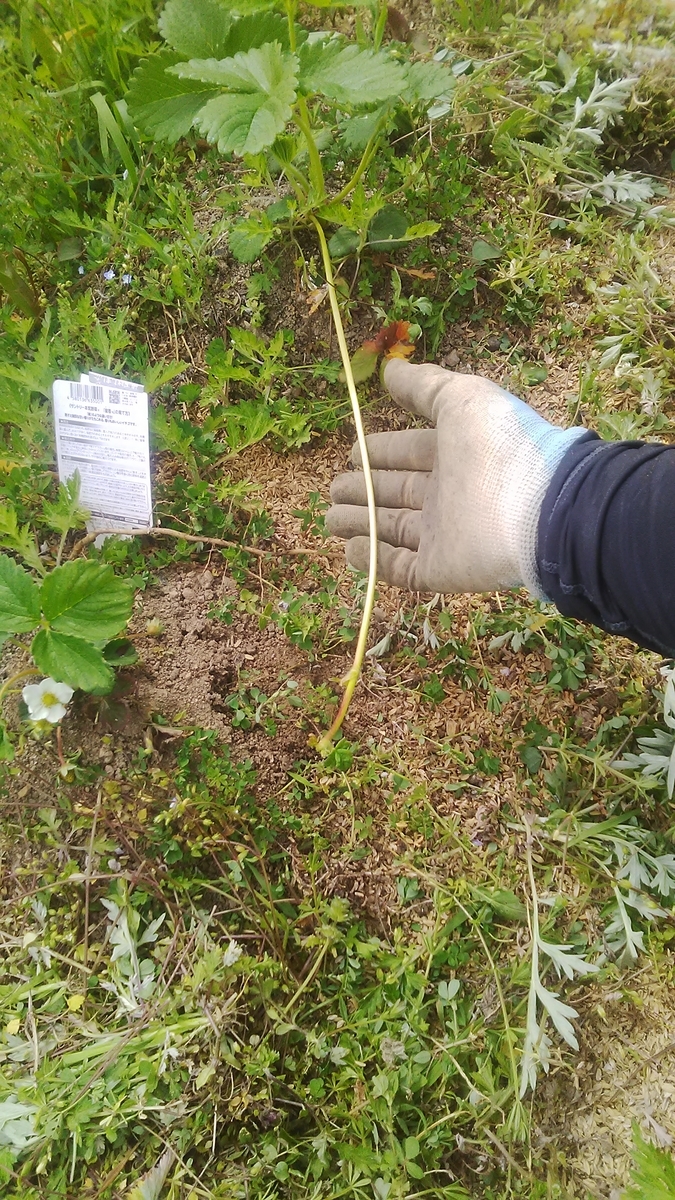 f:id:himitunokobeya:20210413082254j:plain