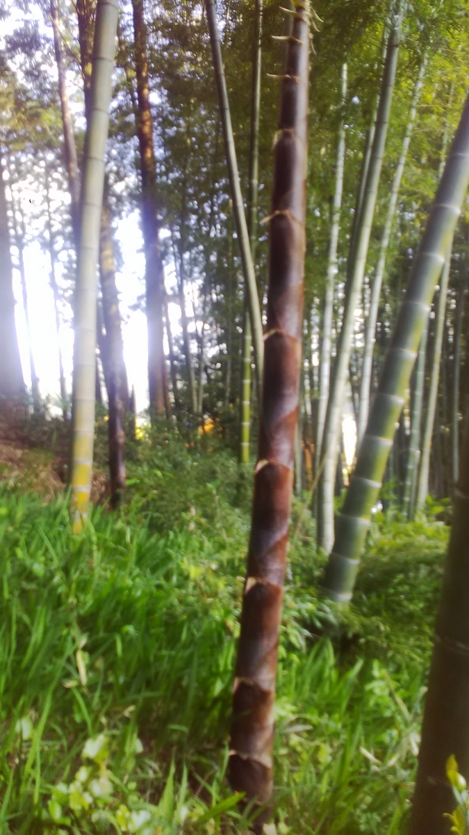 f:id:himitunokobeya:20210420080043j:plain