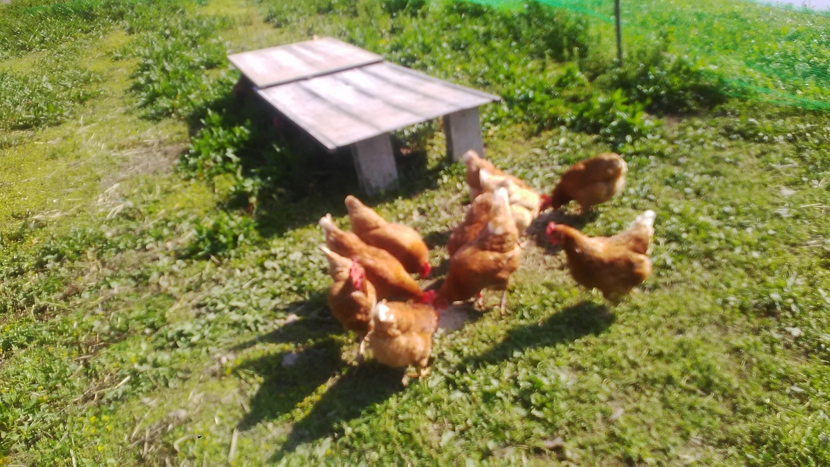 f:id:himitunokobeya:20210421081257j:plain