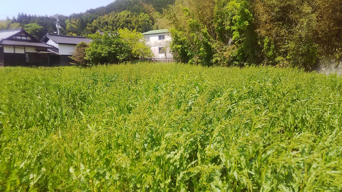 f:id:himitunokobeya:20210501082409j:plain