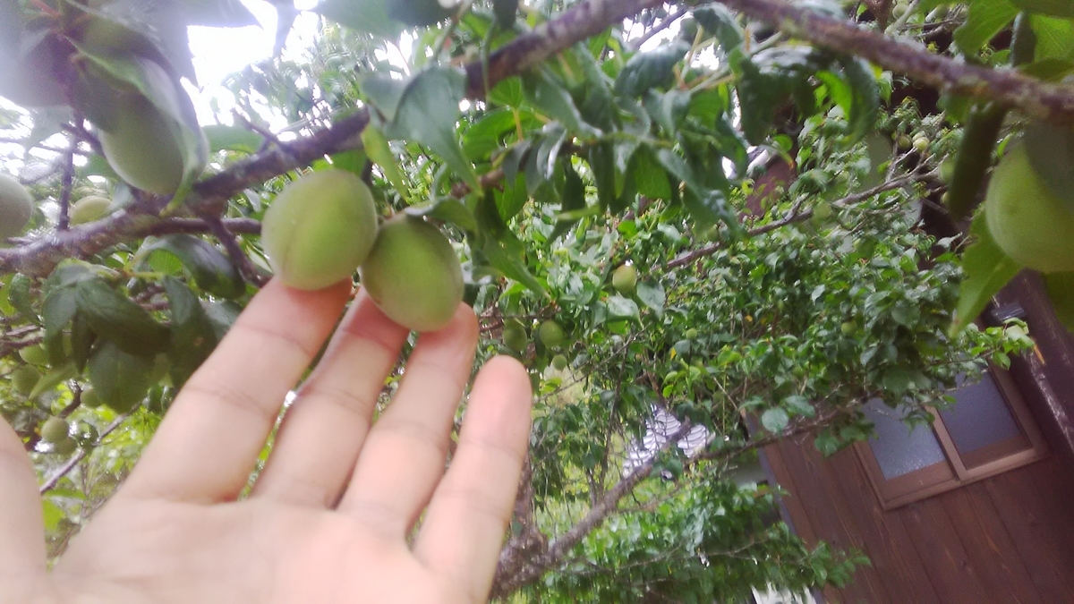 f:id:himitunokobeya:20210520090514j:plain