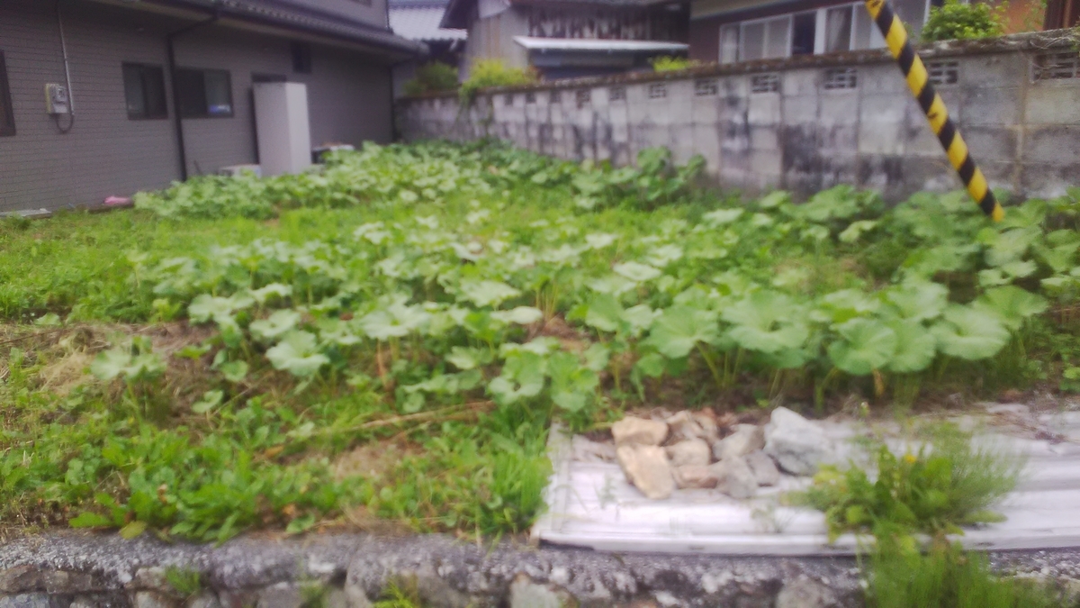 f:id:himitunokobeya:20210612073745j:plain