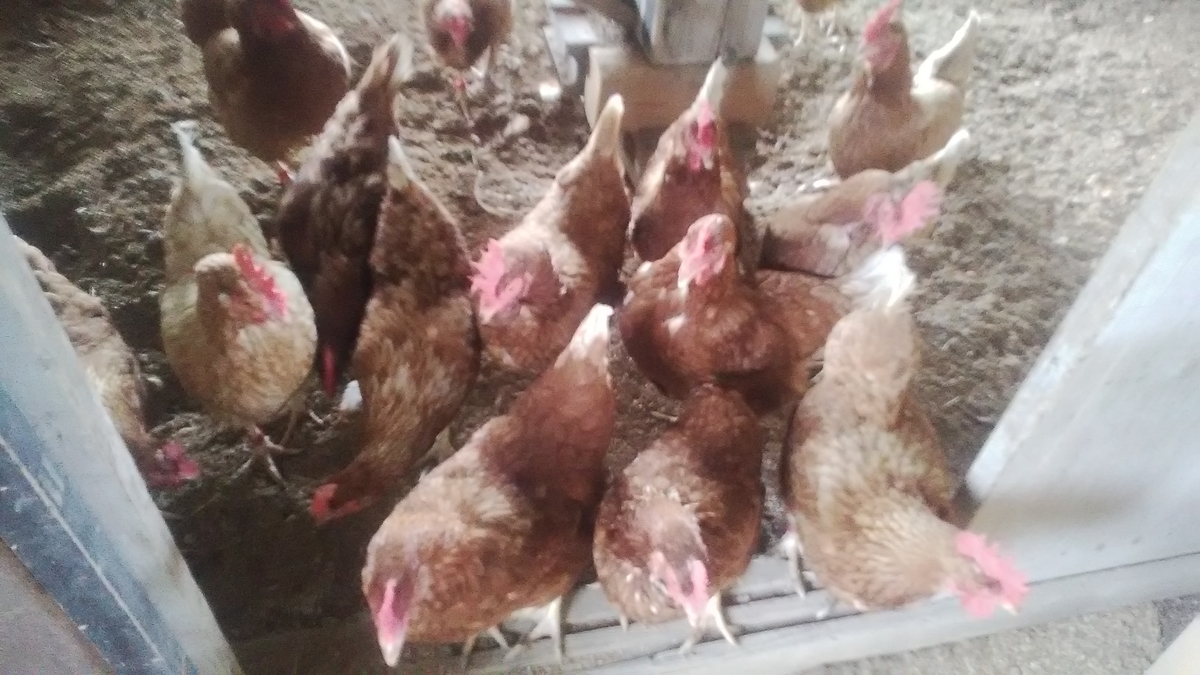 f:id:himitunokobeya:20210616062921j:plain