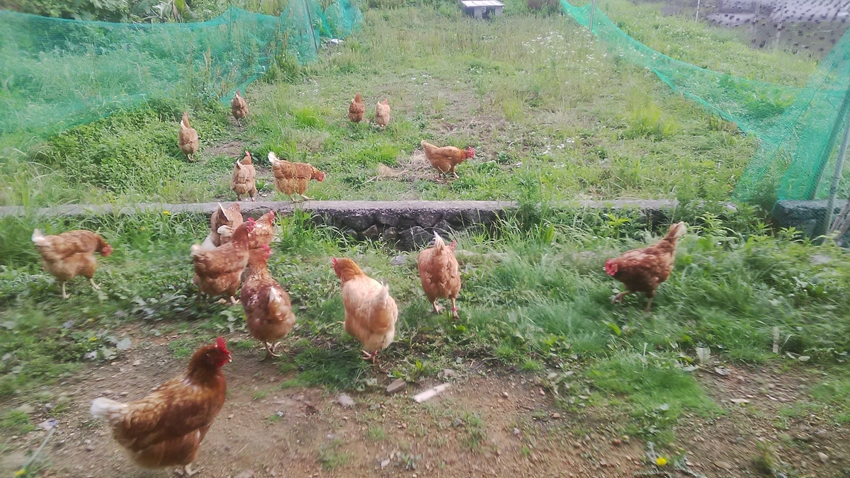 f:id:himitunokobeya:20210616062954j:plain