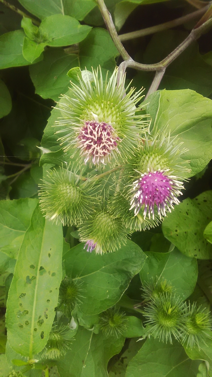 f:id:himitunokobeya:20210616064031j:plain