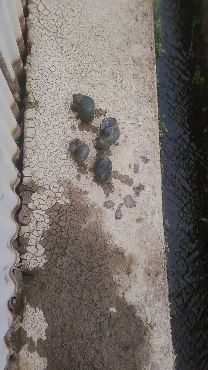 f:id:himitunokobeya:20210616064250j:plain