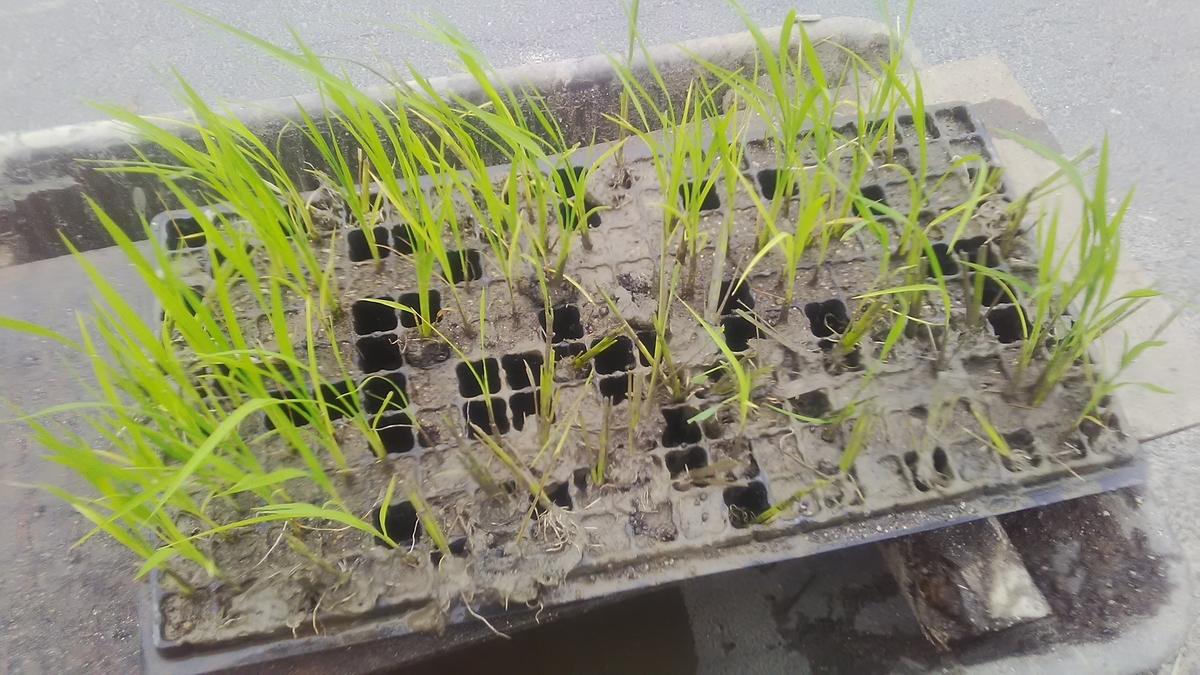 f:id:himitunokobeya:20210616064647j:plain